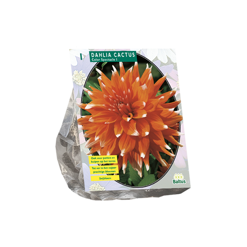 Dahlia Cactus Colour Spectacle per 1 - BP205230