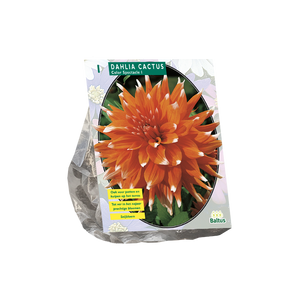 Dahlia Cactus Colour Spectacle per 1 - BP205230