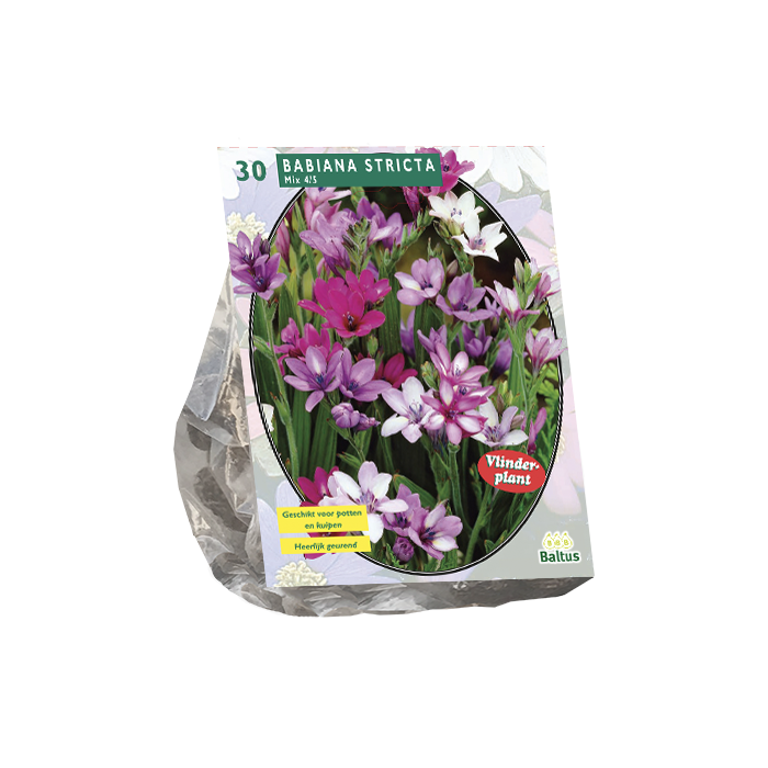 Babiana Stricta Mix (Vlinderplant) per 30 - BP200295