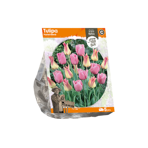 Tulipa Pastel Blend (Sp) per 5 - BA325380