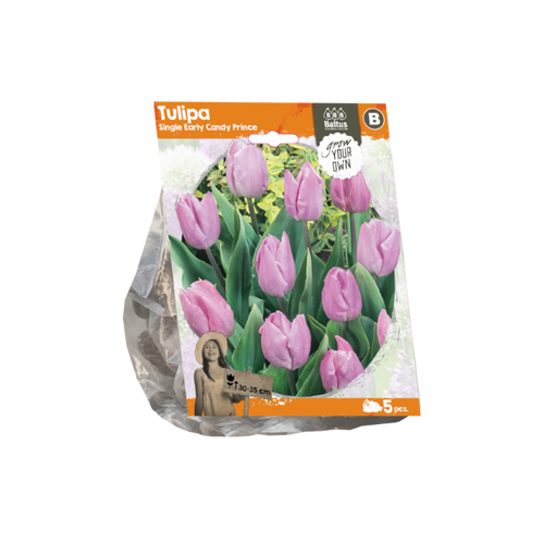 Tulipa Single Early Candy Prince (Sp) per 5 - BA325400
