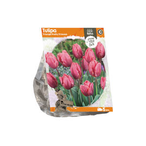 Tulipa Triumph Pretty Princess (Sp) per 5 - BA325510