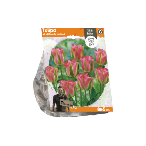 Tulipa Viridiflora Groenland (Sp) per 5 - BA325590