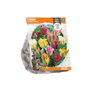 Tulipa Viridiflora Mixed (Sp) per 10 - BA325610