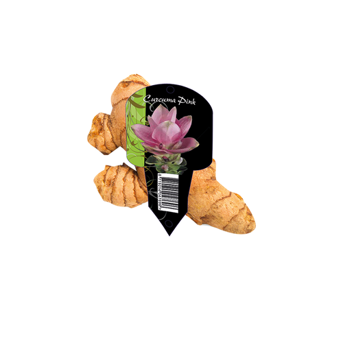 Curcuma roze (Organza met etiket) - BP215295