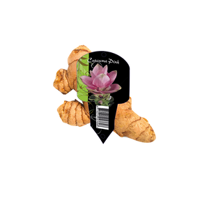 Curcuma roze (Organza met etiket) - BP215295