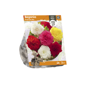 Begonia Fimbriata Mix (SP) per 3 - BP222060