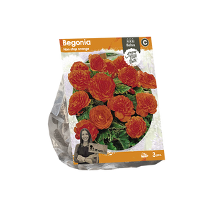 Begonia Non-stop orange (SP) per 3 - BP222070