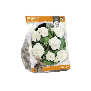 Begonia Non-stop white (SP) per 3 - BP222100