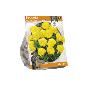Begonia Non-stop yellow (SP) per 3 - BP222110