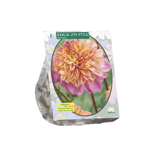 Dahlia Anemone Lifestyle per 1 - BP205920