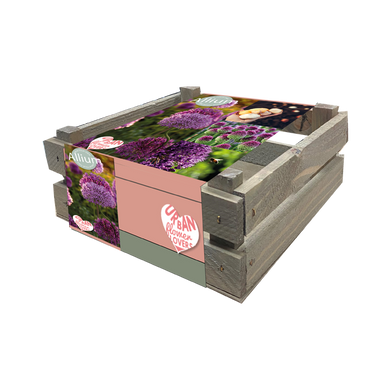 Allium Friends Garden in crate - BA330300