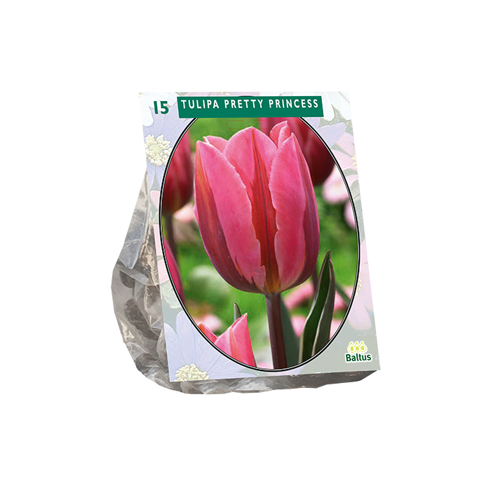 Tulipa Pretty Princess per 15 - BA302395