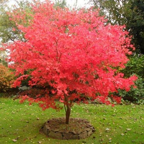 5 Alberi da Giardino Che Possono Essere Piantati Ovunque