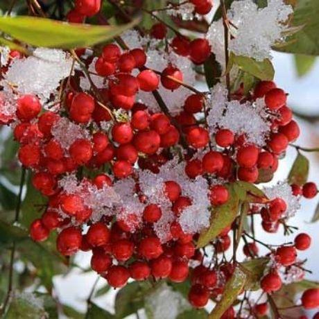 6 Tipi di Fiori Autunnali da Balcone per Rendere la Tua Casa Più Bella e Accogliente