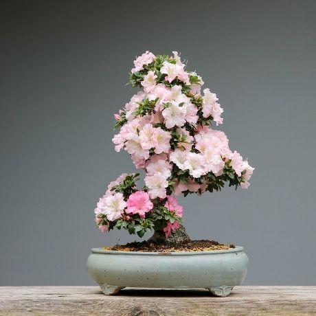 Bonsai: Tutto Quello Che C'è da Sapere!