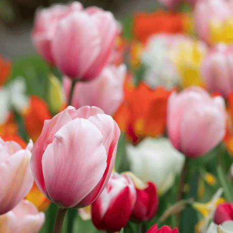 Come coltivare i Tulipani: Cosa Occorre Sapere?
