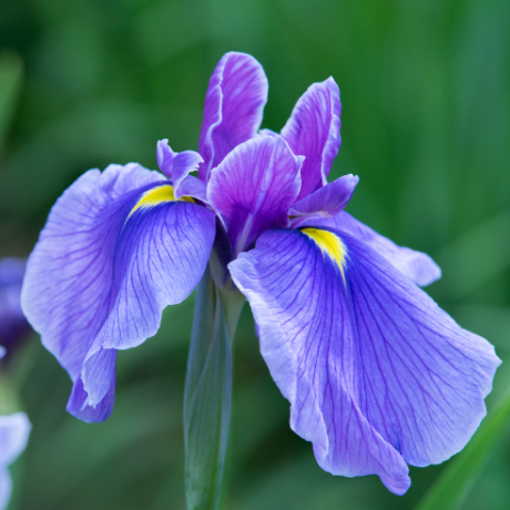 Fiore di Iris: Curiosità sul Fiore degli Dei e degli Artisti