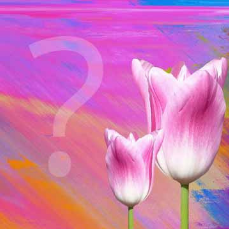 Significato dei Tulipani: Interpretare il Linguaggio dei Fiori
