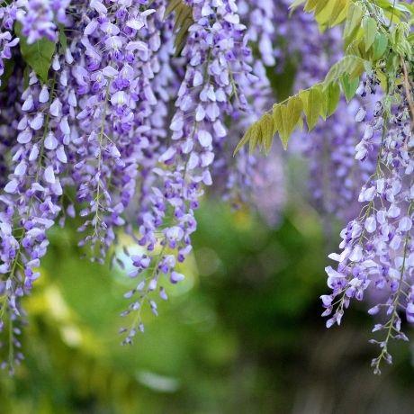 Tre Piante Perenni da Giardino a Pieno Sole per Creare Zone D'Ombra e Relax