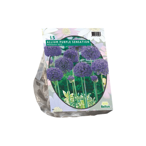 Allium Aflatunense Purple Sensation per 15 - BA300010