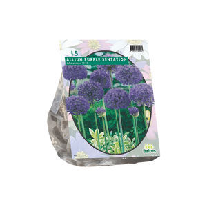 Allium Aflatunense Purple Sensation per 15 - BA300010