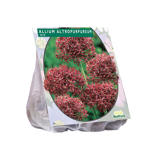 Allium Atropurpureum per 7 - BA300030