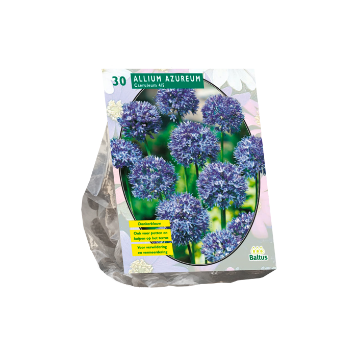 Allium Caeruleum Azureum per 30 - BA300040
