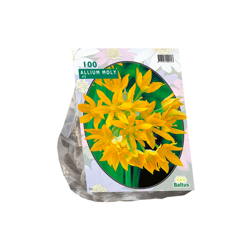 Allium Moly per 100 - BA300090
