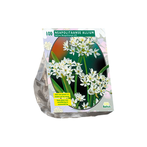 Allium Neapolitanum per 100 - BA300110