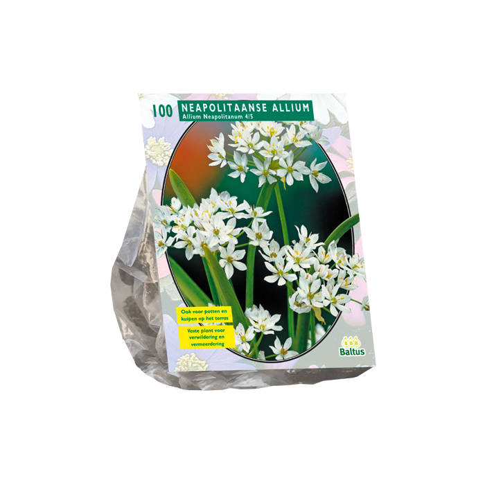 Allium Neapolitanum per 100 - BA300110