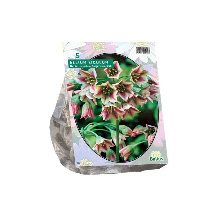 Allium Siculum Bulgaricum per 5 - BA300150