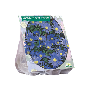 Anemone Blanda, Blauw per 100 - BA300180