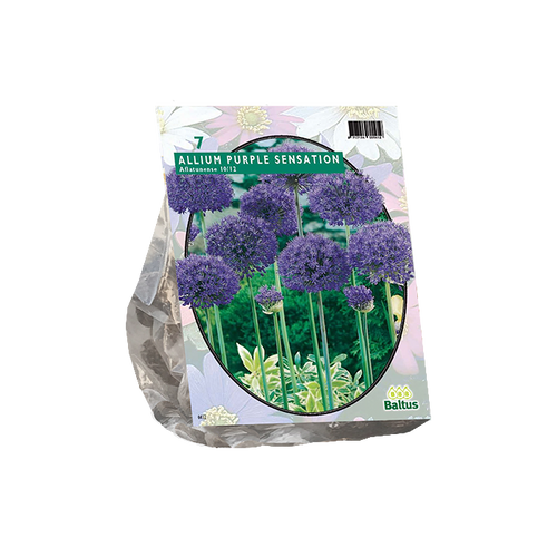 Allium Aflatunense Purple Sensation per 7 - BA302620