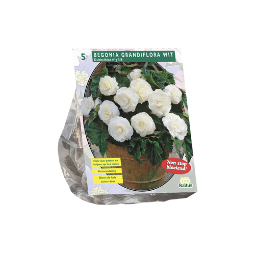 Begonia Dubbel, Wit per 5 - BP200390