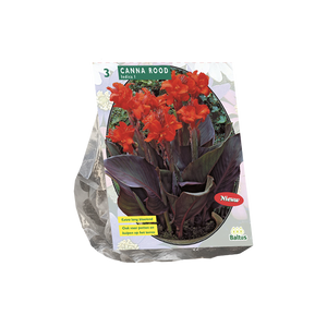 Canna donkerroodblad, Rood per 3 - BP200660