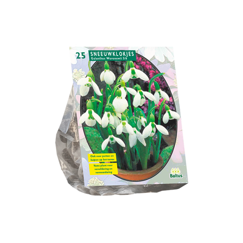 Galanthus Woronowii per 25 - BA300730