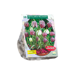 Fritillaria Meleagris per 30 - BA300700