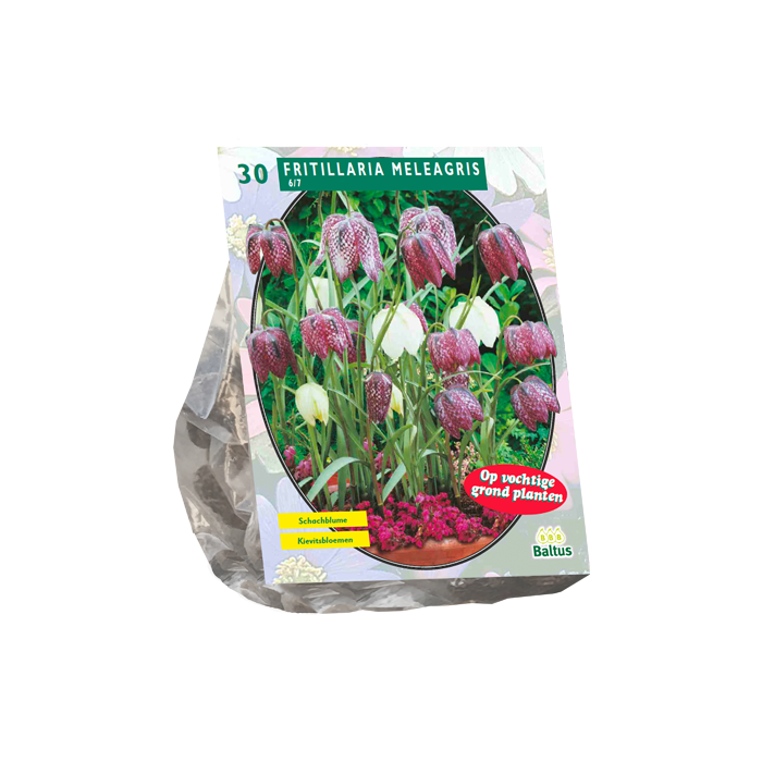 Fritillaria Meleagris per 30 - BA300700