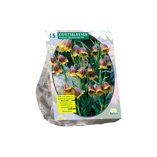 Fritillaria Michailovskyi per 15 - BA300710