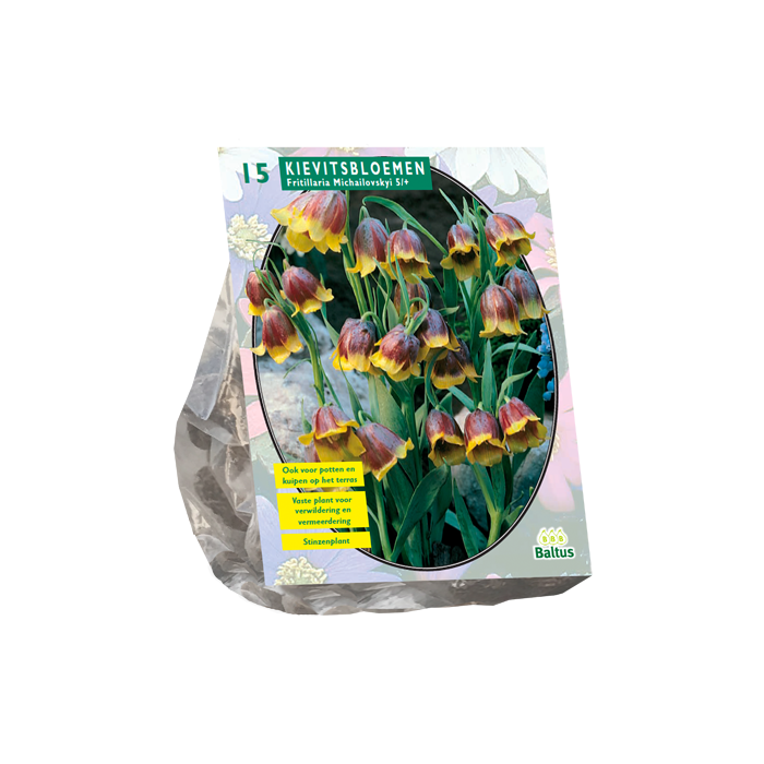 Fritillaria Michailovskyi per 15 - BA300710