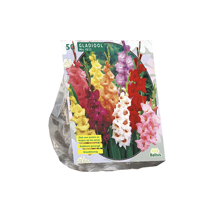 Gladiolus Gemengd per 50 - BP201250