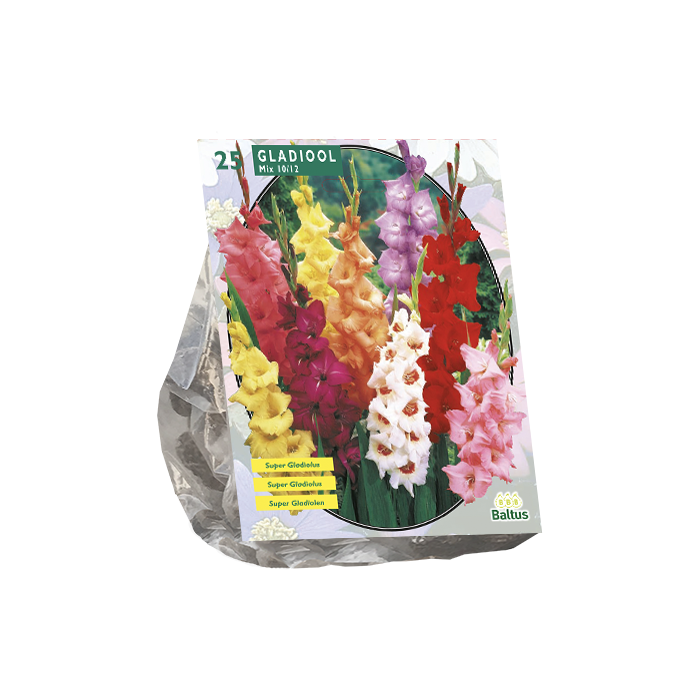 Gladiolus Gemengd per 25 - BP201220