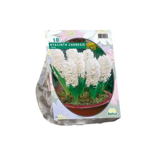 Hyacinth Carnegie per 10 - BA300750