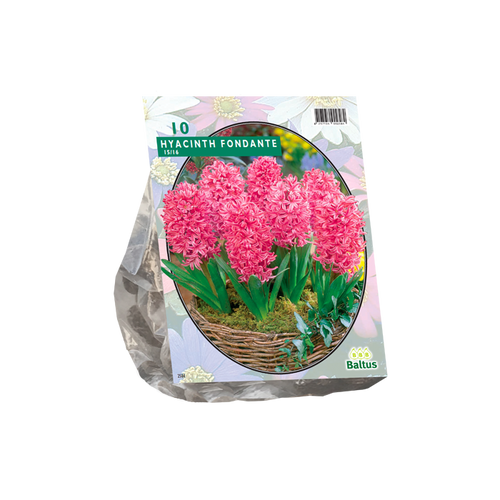 Hyacinth Fondante per 10 - BA300770