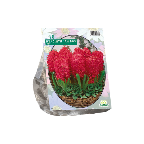 Hyacinth Jan Bos per 10 - BA300790