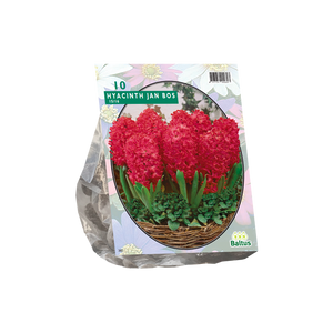 Hyacinth Jan Bos per 10 - BA300790