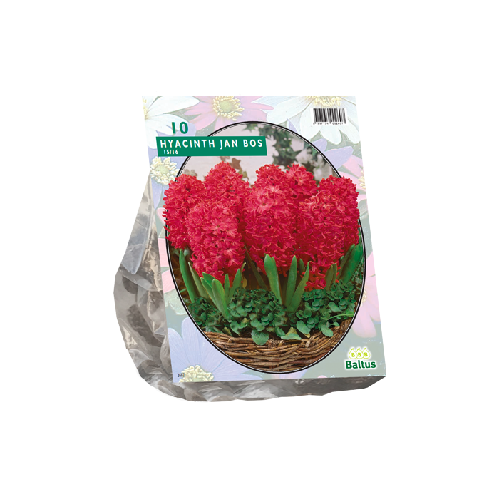 Hyacinth Jan Bos per 10 - BA300790