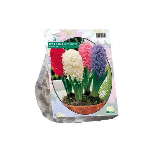 Hyacinth Prep. Mix per 3 - BA300860