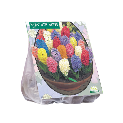 Hyacinth, Mix per 15 - BA300810